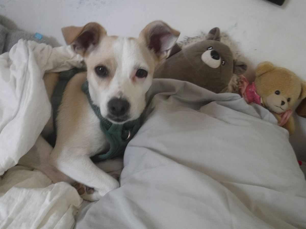 Hund liegt zugedeckt in einem weichen Bett