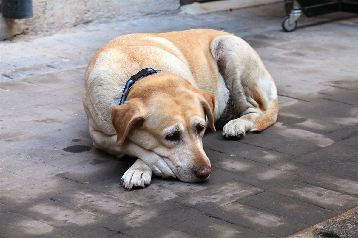Älterer Labrador mit grauer Schnauze ruht sich aus